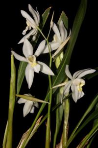 Coelogyne nitida