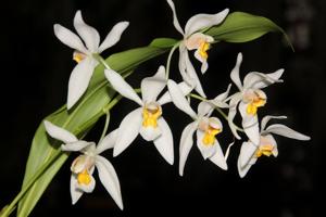 Coelogyne nitida