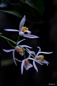 Coelogyne nitida