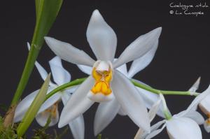 Coelogyne nitida