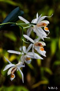 Coelogyne nitida