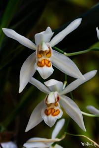 Coelogyne nitida