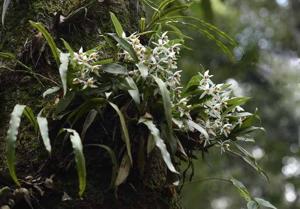 Coelogyne nitida