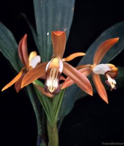 Coelogyne odoardi