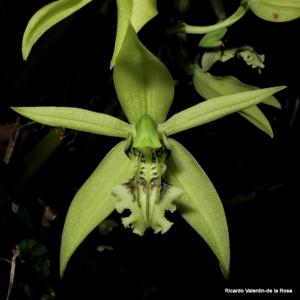 Coelogyne parishii