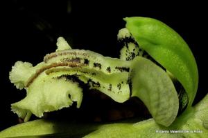 Coelogyne parishii