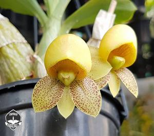 Catasetum denticulatum