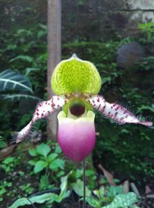 Paphiopedilum dodyanum