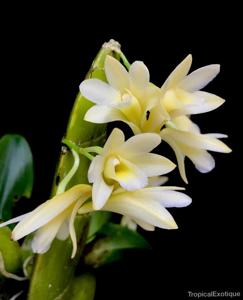 Dendrobium platycaulon