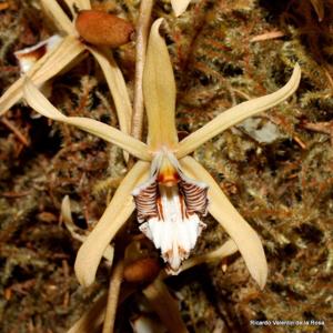 Coelogyne pulverula