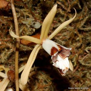 Coelogyne pulverula