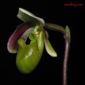 Paphiopedilum violascens