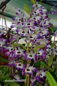 Dendrobium nobile