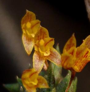Pabstiella aveniformis