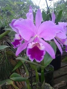 Cattleya labiata