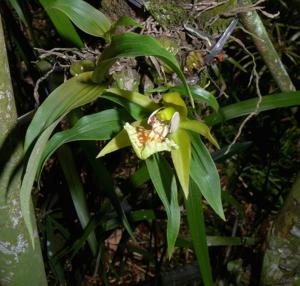 Coelogyne schilleriana