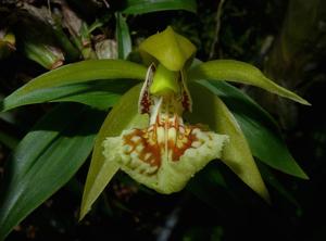 Coelogyne schilleriana