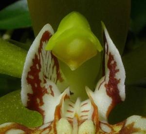 Coelogyne schilleriana