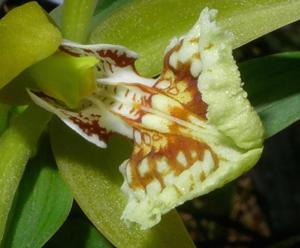 Coelogyne schilleriana