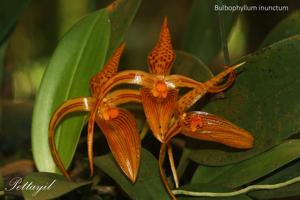 Bulbophyllum membranifolium subsp. inunctum