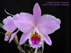 Cattleya mossiae