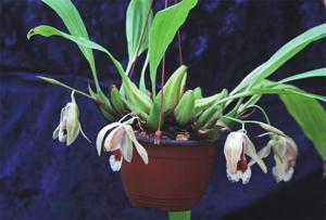 Coelogyne speciosa