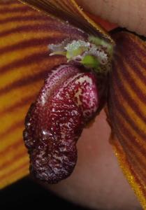 Bulbophyllum quadrangulare