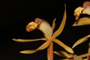 Coelogyne tomentosa