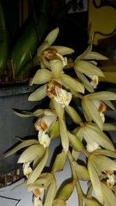 Coelogyne tomentosa