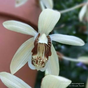 Coelogyne tomentosa