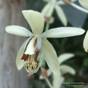 Coelogyne tomentosa