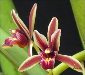 Cymbidium aloifolium