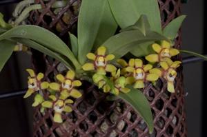 Sarcochilus hirticalcar