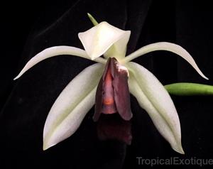 Coelogyne usitana