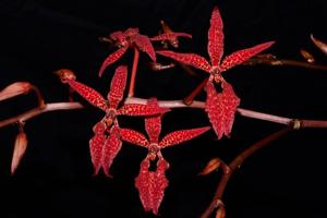 Renanthera bella