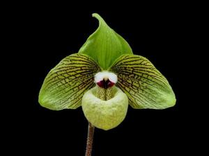 Paphiopedilum malipoense