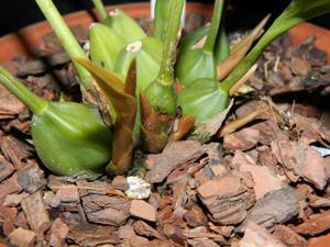 Coelogyne xyrekes