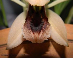 Coelogyne xyrekes