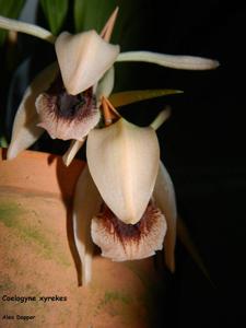 Coelogyne xyrekes