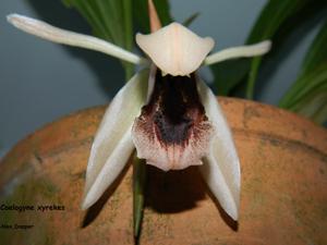 Coelogyne xyrekes