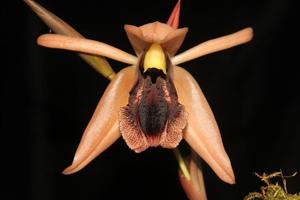 Coelogyne xyrekes