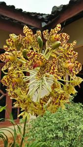 Grammatophyllum speciosum
