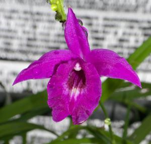 Arundina graminifolia