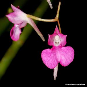 Comparettia falcata