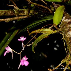 Comparettia falcata