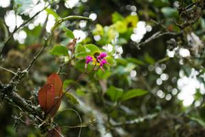 Comparettia falcata