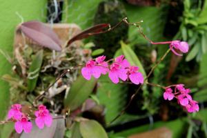 Comparettia falcata