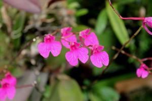 Comparettia falcata