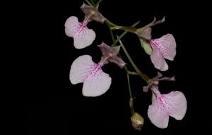 Comparettia macroplectron