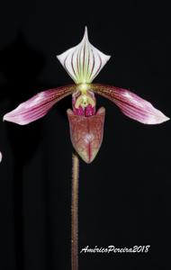 Paphiopedilum purpuratum